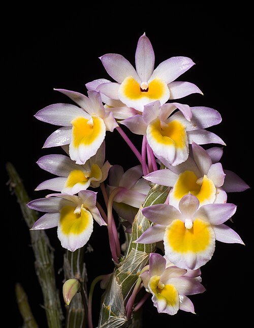 Close-up van paarse Dendrobium crepidatum orchideebloem.