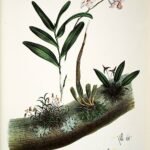 Podochilus bloem met paarse en gele tinten op kleigrond.