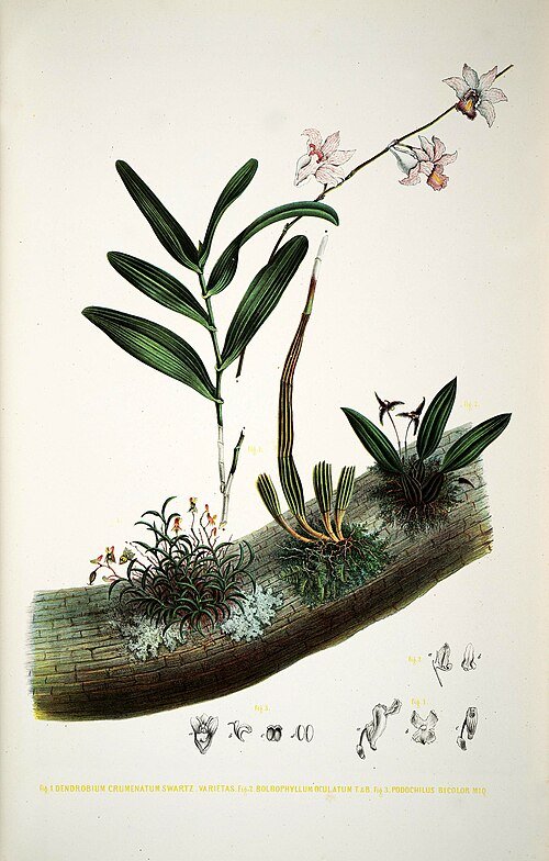 Podochilus bloem met paarse en gele tinten op kleigrond.