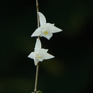 Mooie paarse Dendrobium crumenatum orchidee bloem close-up.