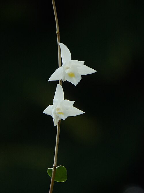 Mooie paarse Dendrobium crumenatum orchidee bloem close-up.