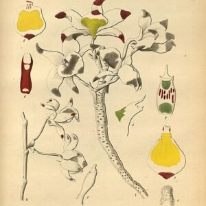 Dendrobium crystallinum orchidee met witte bloemen en groene bladeren.