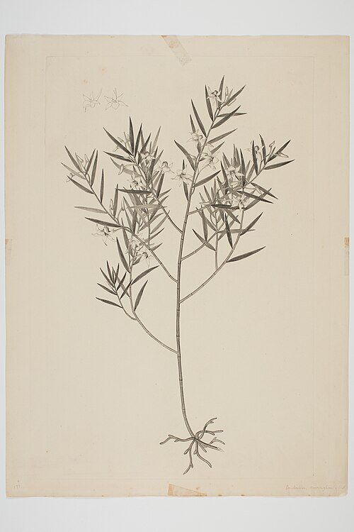 Purple Dendrobium cunninghamii orchid flower on green background.