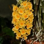 Purple Dendrobium sect. Densiflora orchid flowers in full bloom.