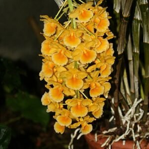 Purple Dendrobium sect. Densiflora orchid flowers in full bloom.