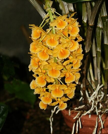 Purple Dendrobium sect. Densiflora orchid flowers in full bloom.