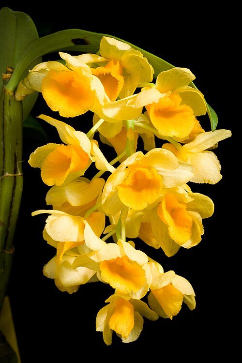 Dendrobium densiflorum orchidee met gele bloemen en groene bladeren.