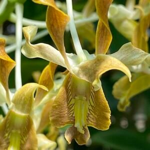 Dendrobium discolor bloem in paarse en witte tinten met delicate bloemblaadjes.