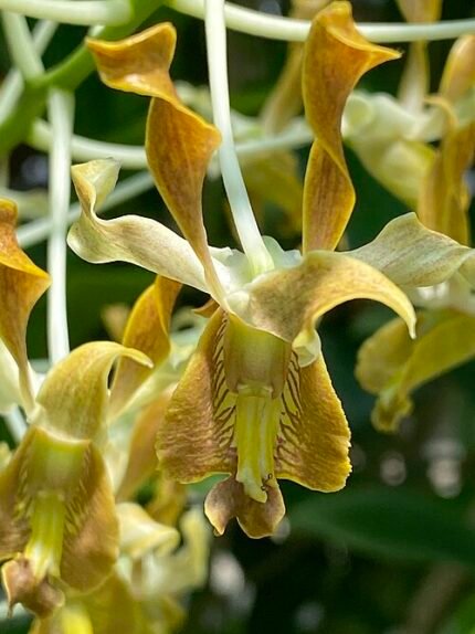 Dendrobium discolor bloem in paarse en witte tinten met delicate bloemblaadjes.