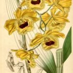 Dendrobium fimbriatum orchidee bloem op tak tegen witte achtergrond.