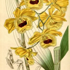 Dendrobium fimbriatum orchidee bloem op tak tegen witte achtergrond.