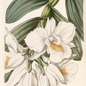 Witte bloemen van de Dendrobium formosum orchidee op botanische illustratiepagina.