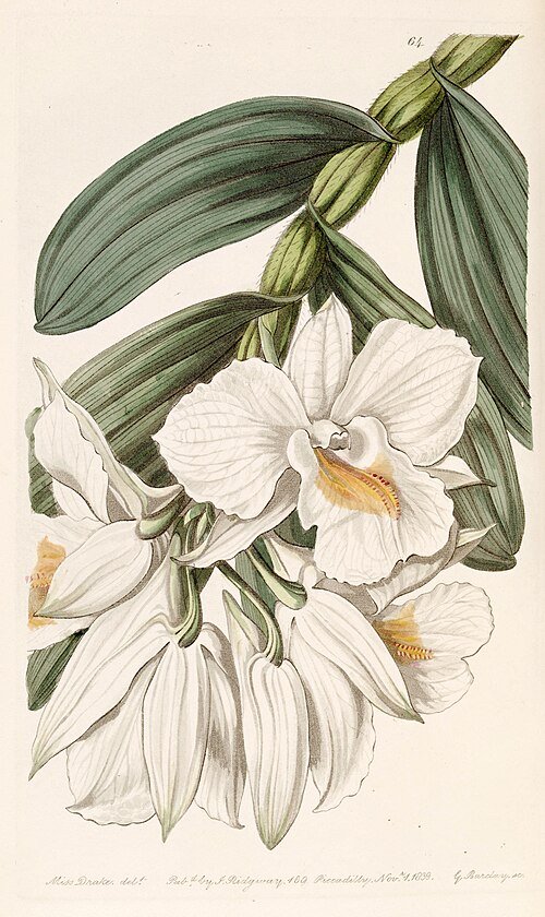 Witte bloemen van de Dendrobium formosum orchidee op botanische illustratiepagina.