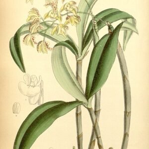 Dendrobium gracilicaule orchidee met bloeiende bloemen en groene bladeren.