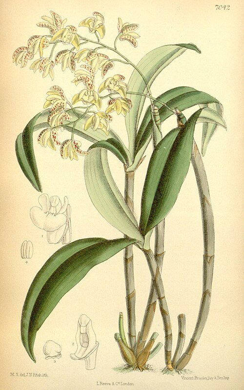 Dendrobium gracilicaule orchidee met bloeiende bloemen en groene bladeren.