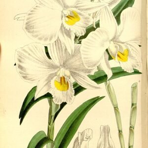 Dendrobium infundibulum orchidee met witte bloemblaadjes en paars centrum op botanische illustratie uit 1864.