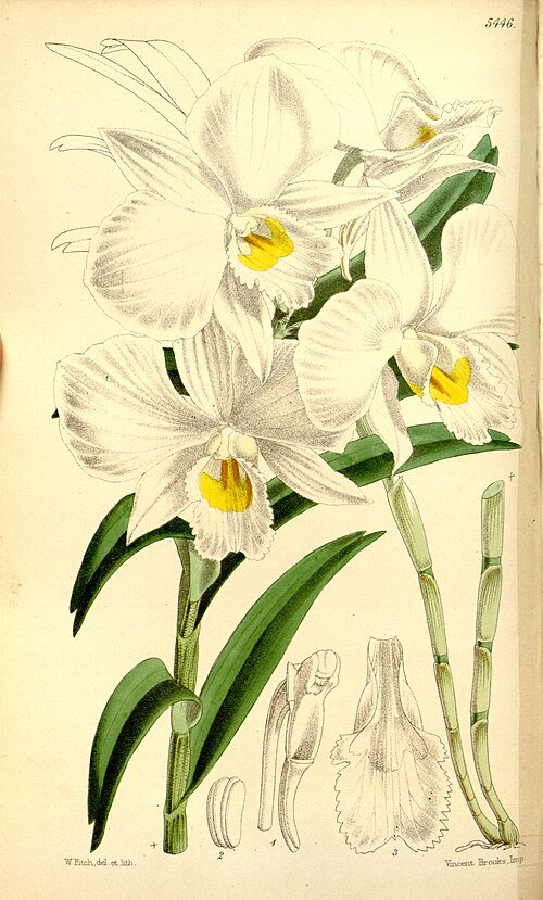 Dendrobium infundibulum orchidee met witte bloemblaadjes en paars centrum op botanische illustratie uit 1864.