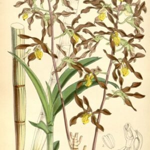 Dendrobium johannis orchidee bloemen op groene bladertak.