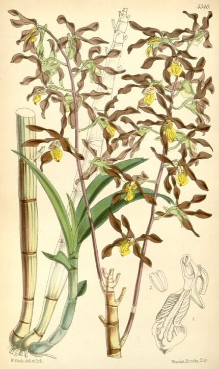 Dendrobium johannis orchidee bloemen op groene bladertak.