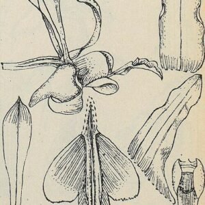 Dendrobium lineale orchidee met gele bloemen en groene bladeren op witte achtergrond.