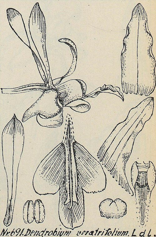 Dendrobium lineale orchidee met gele bloemen en groene bladeren op witte achtergrond.