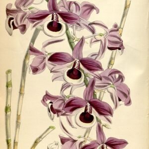 Dendrobium lituiflorum orchidee met witte bloemen en groene bladeren tegen heldere achtergrond.