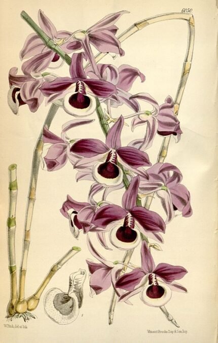 Dendrobium lituiflorum orchidee met witte bloemen en groene bladeren tegen heldere achtergrond.