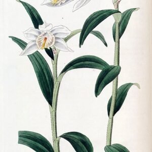 Dendrobium longicornu orchidee op botanische illustratie.