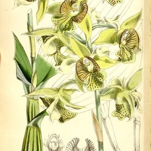 Dendrobium macrophyllum orchidee met witte bloemen en groene bladeren in botanische illustratie.