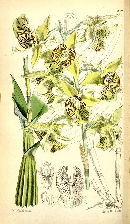 Dendrobium macrophyllum orchidee met witte bloemen en groene bladeren in botanische illustratie.