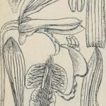 Dendrobium mirbelianum orchidee in levendige paarse en witte kleuren, afgebeeld in botanische illustratie.