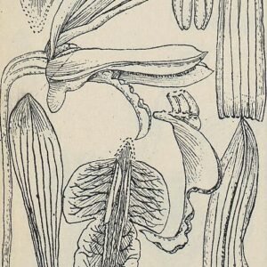Dendrobium mirbelianum orchidee in levendige paarse en witte kleuren, afgebeeld in botanische illustratie.