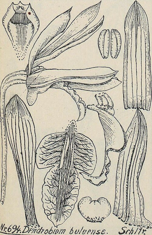 Dendrobium mirbelianum orchidee in levendige paarse en witte kleuren, afgebeeld in botanische illustratie.