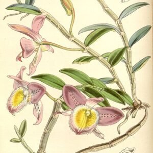 Dendrobium loddigesii orchidee bloemen op groene tak.