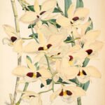 Dendrobium pulchellum orchidee met paarse bloemtrossen en groene bladeren.