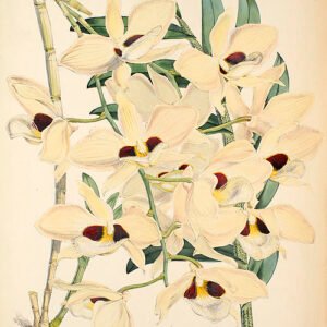 Dendrobium pulchellum orchidee met paarse bloemtrossen en groene bladeren.