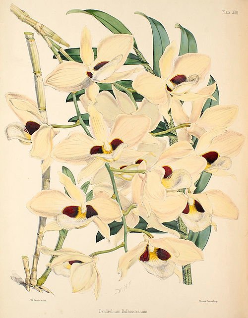 Dendrobium pulchellum orchidee met paarse bloemtrossen en groene bladeren.