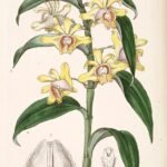 Bright purple Dendrobium ruckeri orchid flowers with green leaves - 1843.