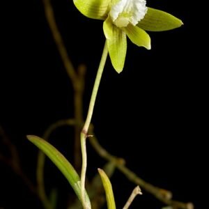 Dendrobium striolatum orchidee met witte bloemen en groene bladeren op donkere achtergrond.