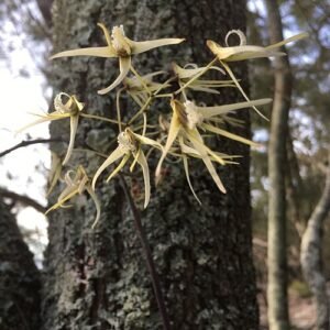 White orchid flowers on green stem with elongated leaves - Dendrobium teretifolium.