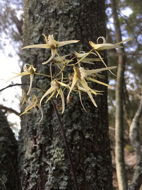 White orchid flowers on green stem with elongated leaves - Dendrobium teretifolium.