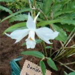 White and purple striped Dendrobium wattii orchid flower with green leaves.