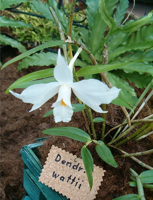 White and purple striped Dendrobium wattii orchid flower with green leaves.