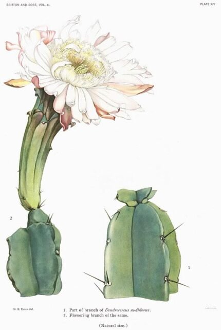 Leptocereus nudiflorus cactus plant met lange, slanke groene stelen en kleine witte bloemen.