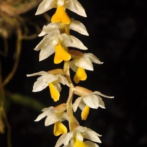 Dendrochilum cobbianum orchidee bloemen, wit en groen.