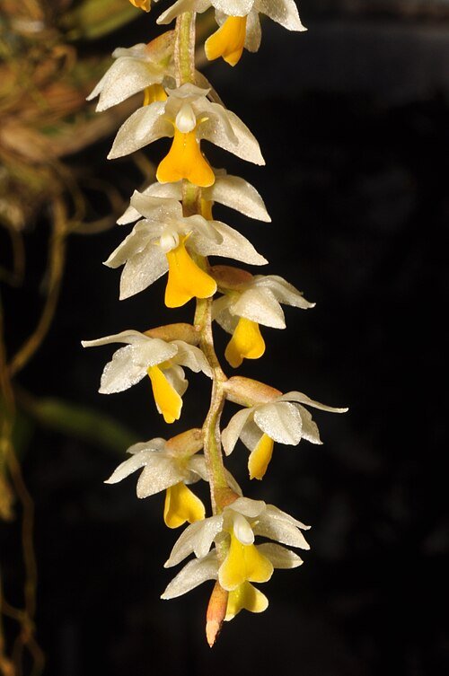 Dendrochilum cobbianum orchidee bloemen, wit en groen.