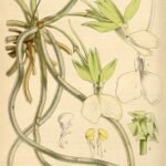 Dendrophylax funalis orchideeënplant in witte bloei.