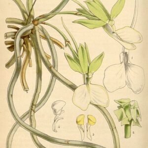 Dendrophylax funalis orchideeënplant in witte bloei.