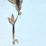 Iris pallida bloem met paarse bloemblaadjes en zilverachtige bladeren.