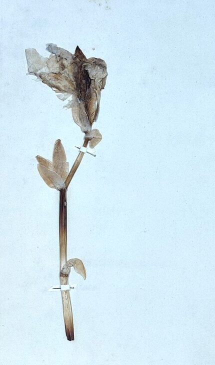 Iris pallida bloem met paarse bloemblaadjes en zilverachtige bladeren.